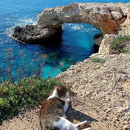 Golden Tree Apartament Paralimni