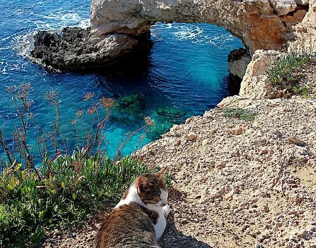 Golden Tree Apartamento Paralimni